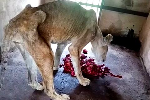Sie sind buchstäblich nur noch Haut und Knochen. Videoaufnahmen aus einem Zoo in Nigeria zeigen schockierende Bilder von Löwen.