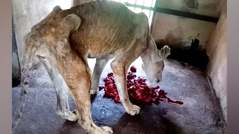 Abgemagerte Löwen aus „Horror-Zoo" gerettet Sie sind buchstäblich nur noch Haut und Knochen. Videoaufnahmen aus einem Zoo in Nigeria zeigen schockierende Bilder von Löwen.