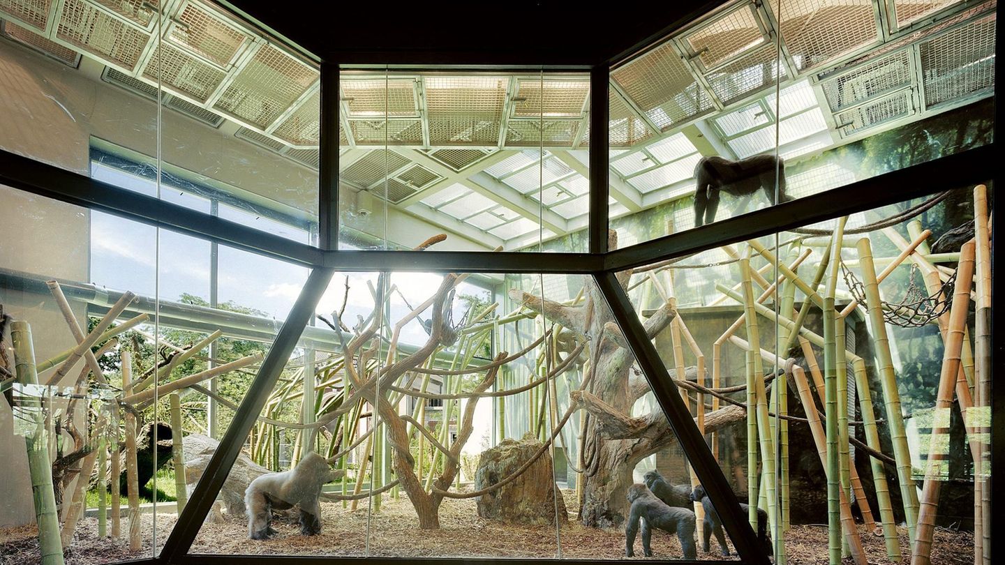 Zu viel Screentime: Das Gorilla-Gehege des Lincoln Park Zoos