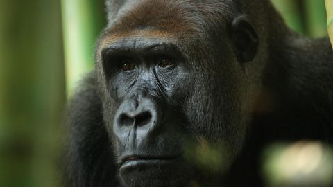 Zu viel Screentime: Amares Vater Kwan lebt ebenfalls noch im Lincoln Zoo von Chicago