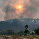 Trockenheit und Hitze sorgen für Waldbrände