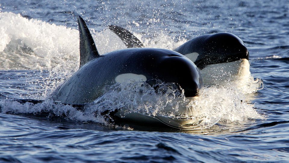 Schwertwale in der Nordsee gesichtet – Orcas verfolgen Fischerboot