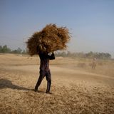 Geringe Ernteerträge wegen Hitzewelle