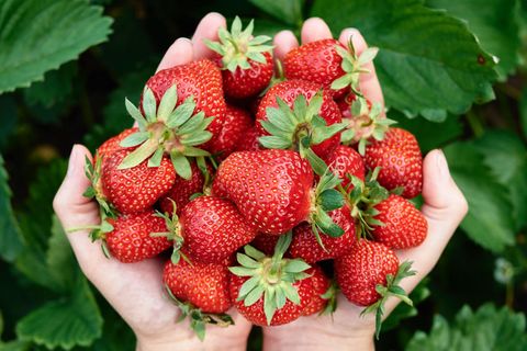 Ein Haufen Erdbeeren liegt in den Händen von einem Mann