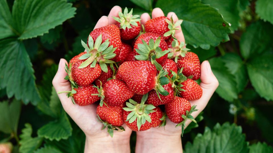 Ein Haufen Erdbeeren liegt in den Händen von einem Mann