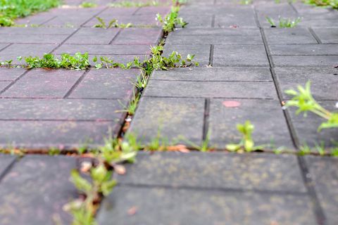Ein Unkrautvernichter hilft gegen Wildwuchs