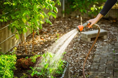 Gartenarbeit im Mai: Hochbeet wird mit einer Gartenbrause bewässert