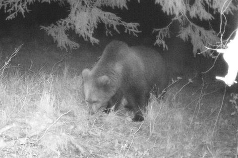 Ein Braunbär schnüffelt im Landkreis Garmisch-Partenkirchen am Waldboden