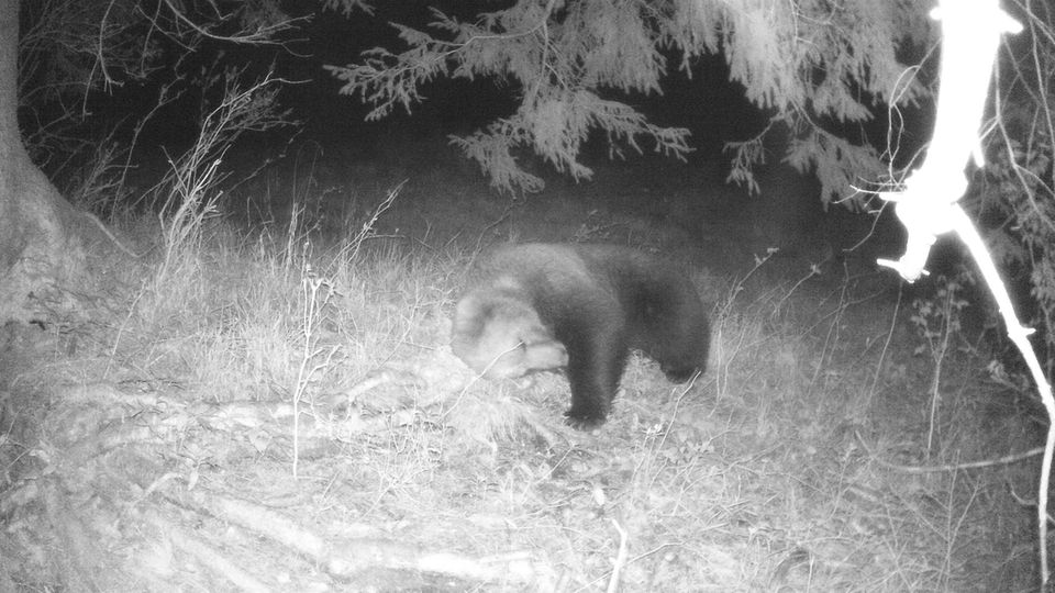Braunbär Garmisch-Partenkirchen Aufnahme einer Wildtierkamera: Ein Braunbär kratzt sich an einer Wurzel