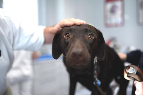 Ein Labrador beim Tierarzt. Mehrere Tiere starben in den letzten Wochen durch Zeckenbisse.