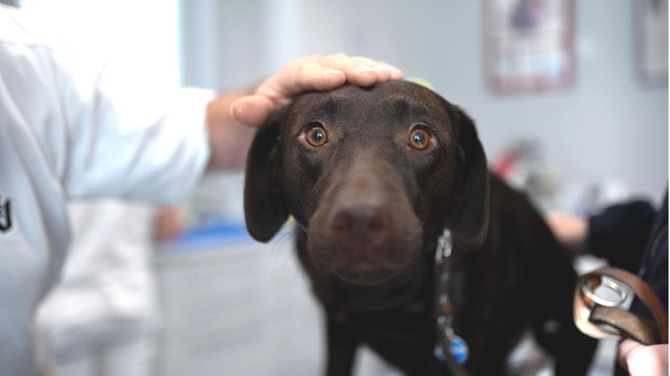 Ein Labrador beim Tierarzt. Mehrere Tiere starben in den letzten Wochen durch Zeckenbisse.