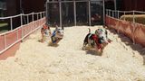 Los Angeles, USA. Es gibt Pferderennbahnen, Hunderennbahnen, selbst von Kamelrennen hat man schon gehört. Aber dass nun ausgerechnet Schweine um die Wette laufen sollen... Nun ja. In Los Angeles freut man sich zumindest über die Wiedereröffnung der Los Angeles County Fair nach zweijähriger Unterbrechung aufgrund der Covid 19 Pandemie.