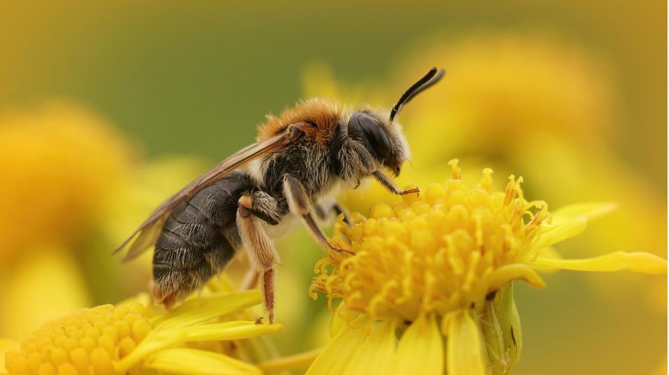 Sandbienen sind für Laien oft nur schwer von Honigbienen zu unterscheiden