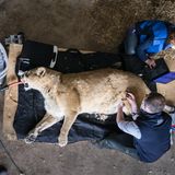 Ein Löwe in der Narkose