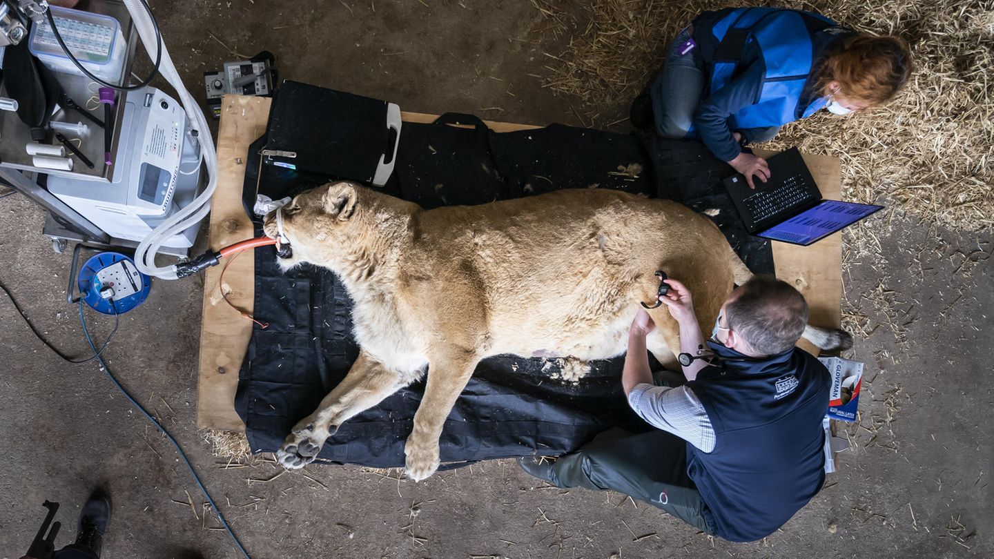 Ein Löwe in der Narkose