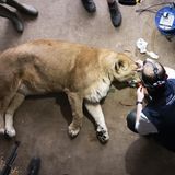 Ein Löwe liegt auf dem Boden und wird untersucht