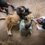 Tierärzte untersuchen auch das Maul des Löwen