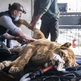 Ein Löwe liegt auf einer Liege und wird untersucht