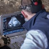 Ultraschal bei einem Löwen