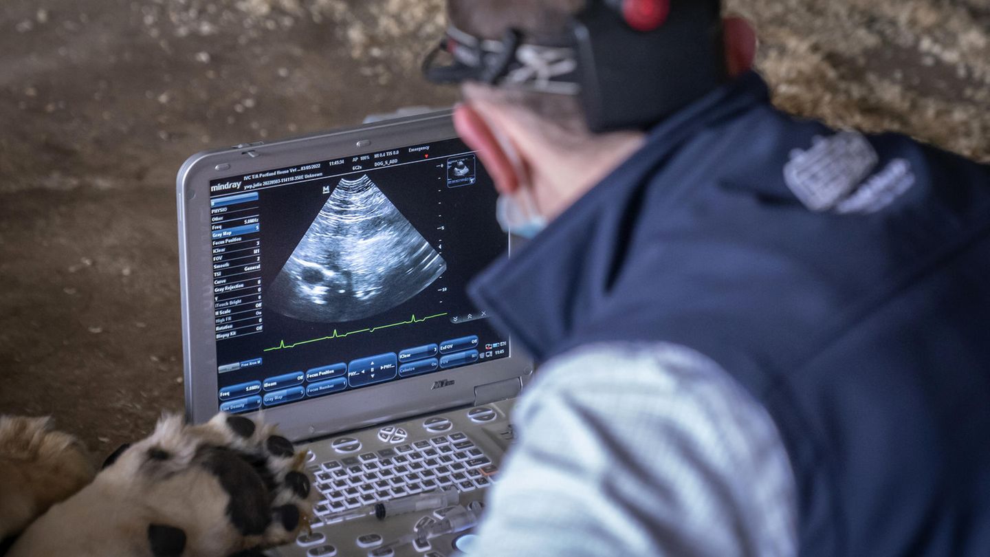 Ultraschal bei einem Löwen