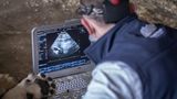 Ultraschal bei einem Löwen