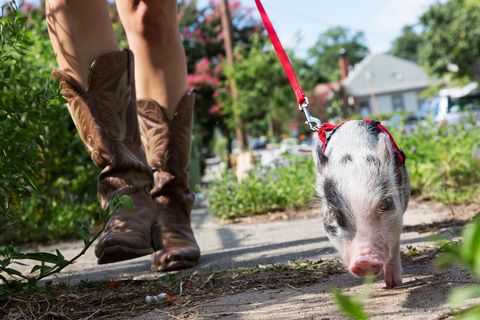Frau hat ein Schwein an der Leine