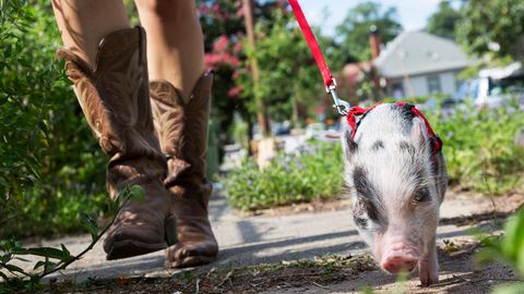 Frau hat ein Schwein an der Leine