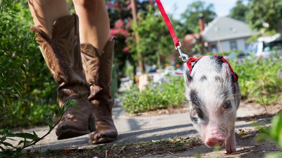 A woman has a pig on a leash