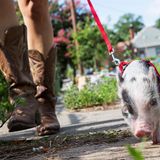 Frau hat ein Schwein an der Leine