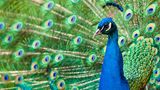 Pfau