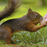 Eichhörnchen nimmt Nuss aus der hand einer Frau