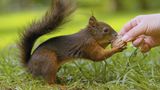 Eichhörnchen nimmt Nuss aus der hand einer Frau