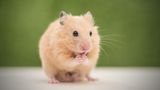 Hamster