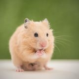 Hamster