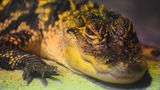 Kleiner Alligator