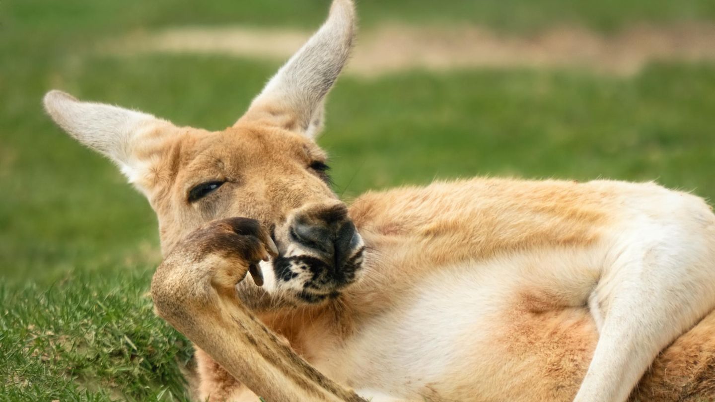 Känguru liegt im Gras