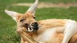 Känguru liegt im Gras
