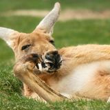 Känguru liegt im Gras