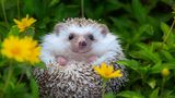 Igel liegt im Gras