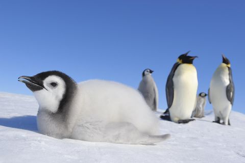 Unter blauem Himmel liegt ein junger Kaiserpinguin mit grau-schwarzem Federkleid auf dem Eis, im Hintergrund erwachsene Tiere