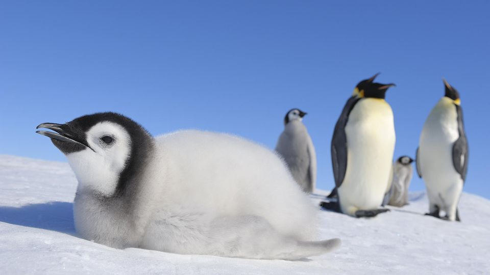 Kaiserpinguine Unter blauem Himmel liegt ein junger Kaiserpinguin mit grau-schwarzem Federkleid auf dem Eis, im Hintergrund erwachsene Tiere