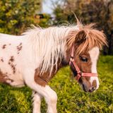 Mini-Pony