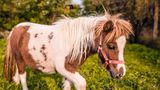 Mini-Pony
