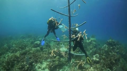 Klimawandel: Überhitzte Meere bedrohen Korallenbestände