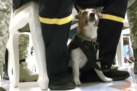 Medaille von Selenskyj: Er hat über 200 Sprengsätze aufgespürt: Jetzt wurde Minen-Suchhund "Patron" vom Präsidenten ausgezeichnet