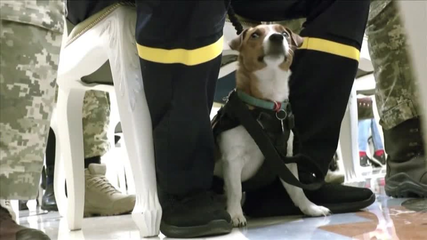 Volodymyr Zelenskyy awards medal to mine detector dog (video)