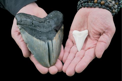 Der Zahn eines Megalodon liegt neben einem normalen Haizahn