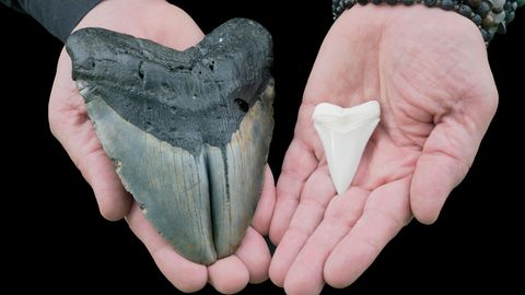 Der Zahn eines Megalodon liegt neben einem normalen Haizahn
