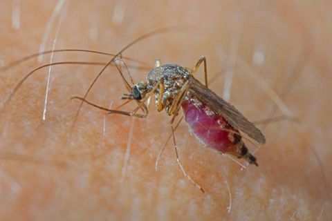 Stechmücken können das West Nil Virus übertragen