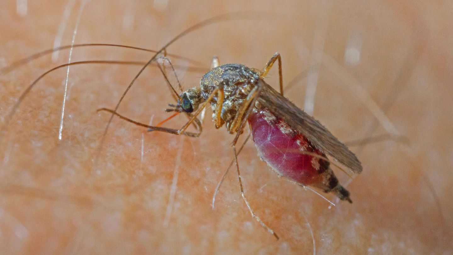 Stechmücken können das West Nil Virus übertragen
